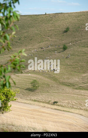 Cattle grazing on hillside at Coombe Bottom near Bratton, Wiltshire, UK. Stock Photo