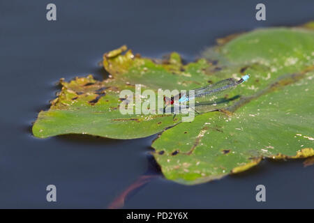 Red-eyed Damselfly (Erythromma najas) Stock Photo