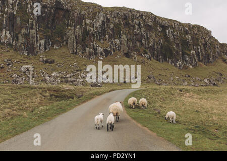 Sheep on road, Orbost, Isle of Skye, Scotland, UK Stock Photo