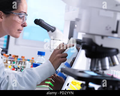 STEM scientist in the laboratory using a touch screen computer to analyse data from an experiment Stock Photo