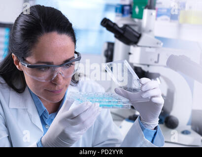 Scientist examining samples in multi well plate containing blood ready for automated testing Stock Photo