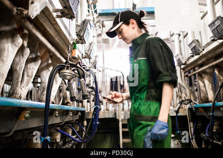 Dairy farm worker texting while working in milking parlour Stock Photo