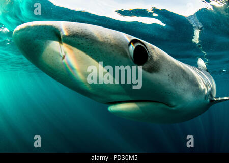 Blue sharks (Prionace glauca), swimming underwater, close-up, Baltimore, County Cork, Ireland Stock Photo