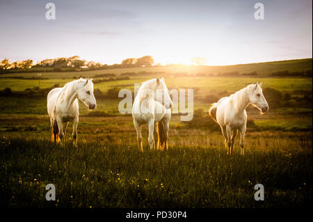 Three white horses in field at sunset, Doolin, Clare, Ireland Stock Photo