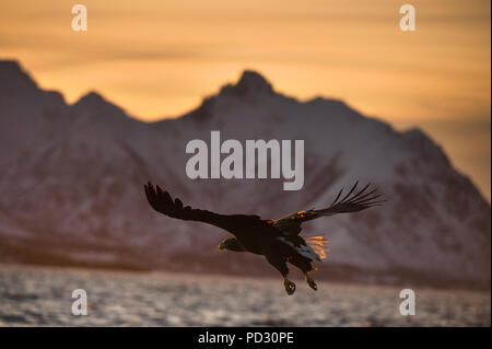 White-tailed Eagle (Haliaeetus albicilla), in flight, hunting for fish, Å i Lofoten, Nordland, Norway Stock Photo