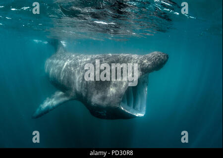 Basking shark (Cetorhinus maximus), underwater view, Baltimore, Cork, Ireland Stock Photo
