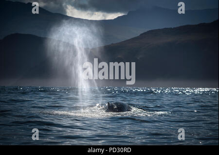 Humpback whale (Megaptera novaeangliae), spouting, Blasket Islands, Dingle, Kerry, Ireland Stock Photo
