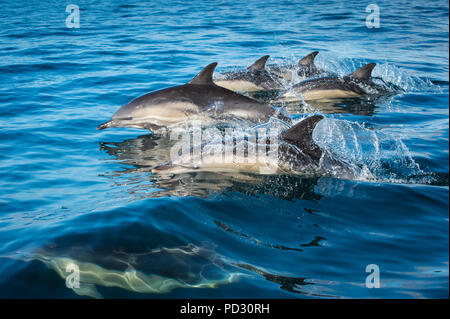 Group of common dolphins (Delphinus), porpoising, Blasket Islands, Dingle, Kerry, Ireland Stock Photo