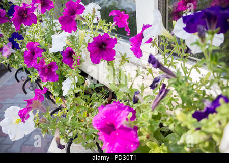 Field of cosmos flower, happy, joy, peace, romance, vivid Stock Photo