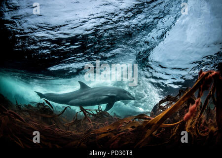 Surfing, Bottlenose dolphin (Tursiops truncates), underwater, low angle view, Doolin, Clare, Ireland