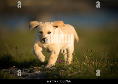 Labrador puppy, walking outdoors, Doolin, Clare, Ireland Stock Photo