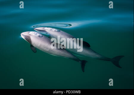 Two hector's dolphins (Cephalorhynchus hectori), breaking surface of water, Kaikoura, Gisborne, New Zealand Stock Photo