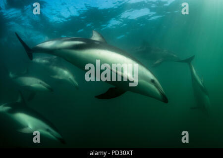 Dusky dolphins (Lagenorhynchus obscurus), swimming underwater, Kaikoura, Gisborne, New Zealand Stock Photo