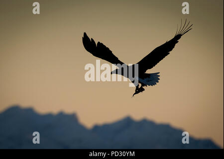 White-tailed Eagle (Haliaeetus albicilla), in flight, hunting for fish, Å i Lofoten, Nordland, Norway Stock Photo