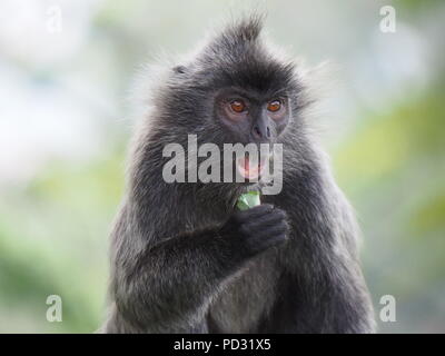 Silvered Leaf Langur Monkey Malaysia Stock Photo