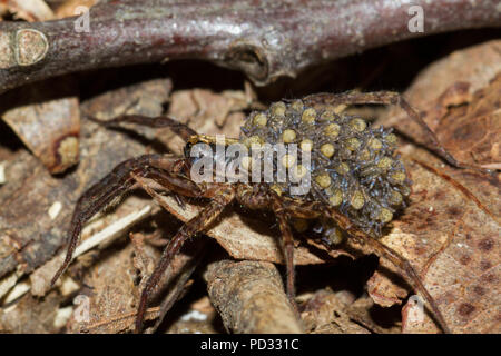 A wolf spider carrying spiderlings on her abdomen. Stock Photo