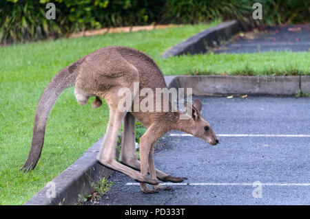 An Eastern Grey Kangaroo  (Macropus giganteus) on the Sunshine Coast in Queensland, Australia Stock Photo