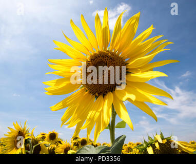A lone flower standing tall in field of sunflowers growing on a farm near Spalding in Lincolnshire, England UK Stock Photo