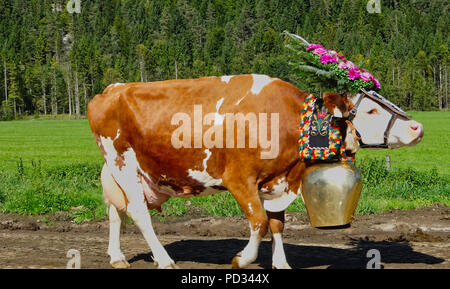 A brown cow with a big bell and flowers on its head with meadow in the background Stock Photo