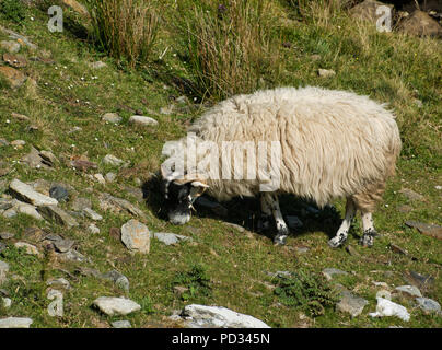 A white sheep with thick fur and black head in the mountains while eating photographed from the side Stock Photo