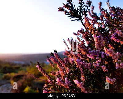 A purple, pink, violet twigs of heather in the foreground and heathland, moorland in the background during sunset or sunrise. Yorkshire, Ilkley Moor Stock Photo