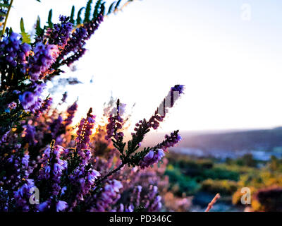 A purple, pink, violet twigs of heather in the foreground and heathland, moorland in the background during sunset or sunrise. Yorkshire, Ilkley Moor Stock Photo