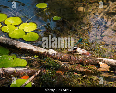 A blue-green dragonfly sits on a branch that lies between the water lilies in the clear water Stock Photo