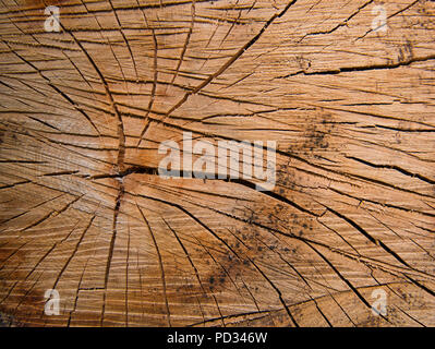 Detail of a tree trunk with a core of annual rings and cracks from a felled tree in the forest Stock Photo