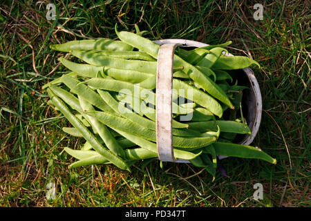 Top down view of a white trug on grass filled with allotment grown green organic runner beans in Summer Stock Photo