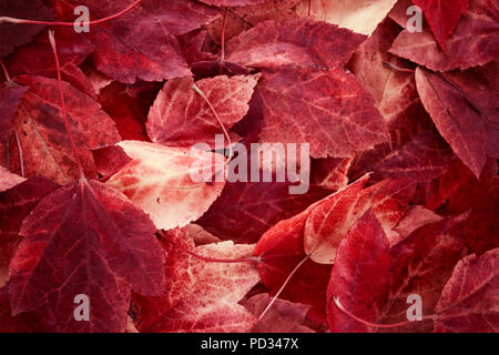 Monochromatic close up photo of autumn foliages in red, burgund, claret shades Stock Photo