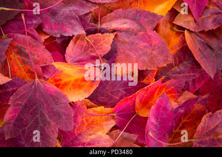 Close up photo of autumn foliages in warm coors, red, burgund, yellow, claret shades Stock Photo