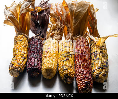 Different varieties of maize cobs Stock Photo
