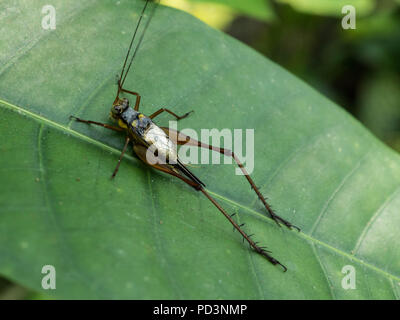 Tropical Cricket resting on leaf Stock Photo