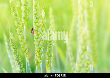Red Lady bug on juicy fresh ears of young green wheat on  nature in spring ore summer field close-up (macro), with free space for text Stock Photo