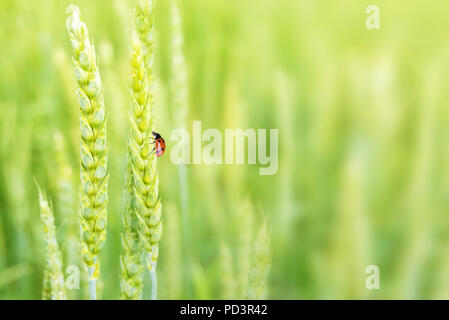 Red Lady bug on juicy fresh ears of young green wheat on  nature in spring ore summer field close-up (macro), with free space for text Stock Photo