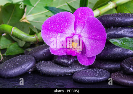 Spa concept with black basalt massage stones, pink orchid flower and lush green foliage covered with water drops on a black background Stock Photo