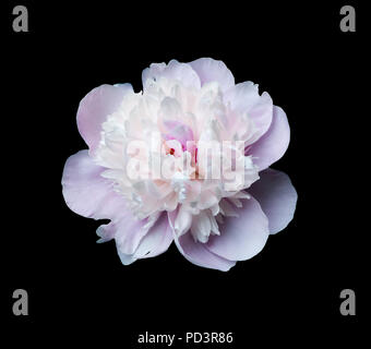 Large flower of a pale pink peony isolated on a black background Stock Photo
