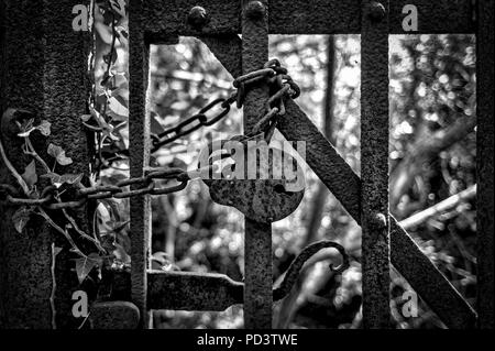 close upof a rusty padlock and chain on an old iron gate, black and white Stock Photo