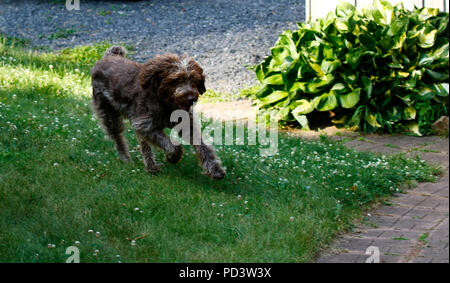 German Wire-haired Pointer on the run Stock Photo
