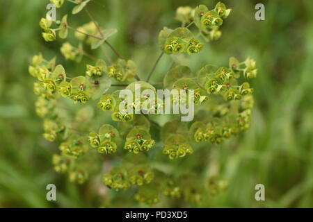 Wood Spurge (Euphorbia amygdaloides) in flower in an Ancient Woodland in Hampshire. Taken in 2011. Stock Photo