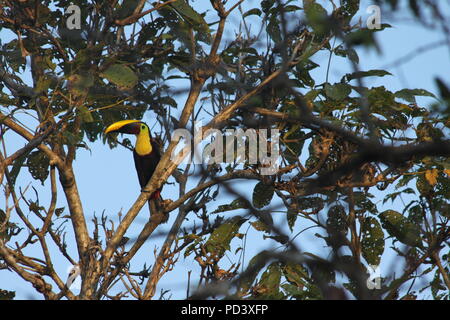 Chestnut Mandibled Toucan (Ramphastos swainsonii) on the edge of the Corcovado National Park, Osa Peninsula, Costa Rica. Taken in March 2016. Stock Photo