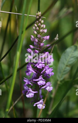 Marsh Fragrant Orchid Gymnadenia densiflora flowering at Bransbury Common in Hampshire in July 2018 Stock Photo