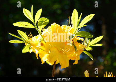 Yellow Azalea-Flowrer Close-Up Stock Photo