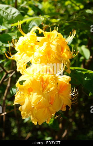 Yellow Azalea-Flowrer Close-Up Stock Photo