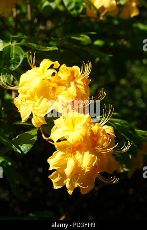 Yellow Azalea-Flowrer Close-Up Stock Photo