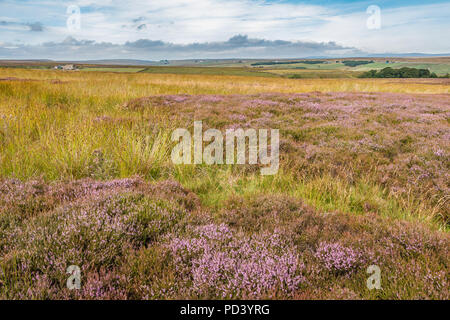 North Pennines AONB Landscape, flowering heather on the Pennine Way at Bowes Moor, County Durham. UK Stock Photo