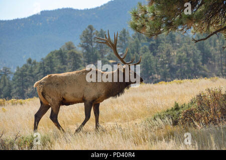 Mountain Bull Elk - A strong mature bull elk walking and grazing on an autumn meadow in the rocky mountains. Rocky Mountain National Park, CO, USA. Stock Photo