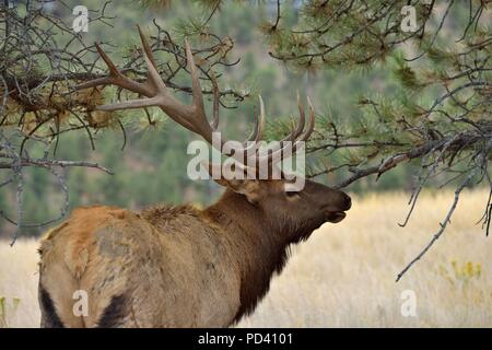 In The Woods - A strong mature bull elk, with its massive antlers, walking between pine trees on a high mountain meadow. Rocky Mountain National Park. Stock Photo