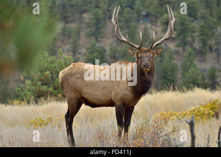 Bull Elk - Full body front side view of a strong mature bull elk in Rocky Mountain National Park, Colorado, USA. Stock Photo
