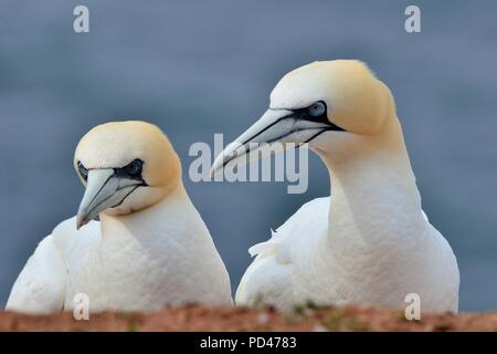 northern gannet, Basstölpel, Morosus bassus, Helgoland, north sea, Nordsee, germany, Deutschland Stock Photo